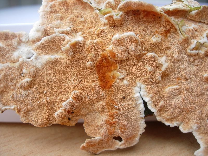 Steccherinum sp. (Steccherinum ochraceum)